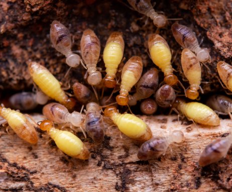 termites-eat-wooden