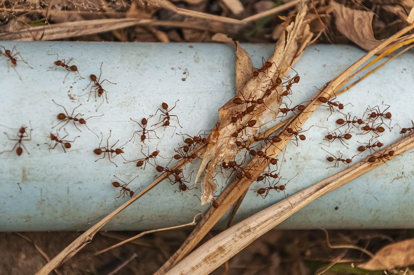 Ant Removal Services