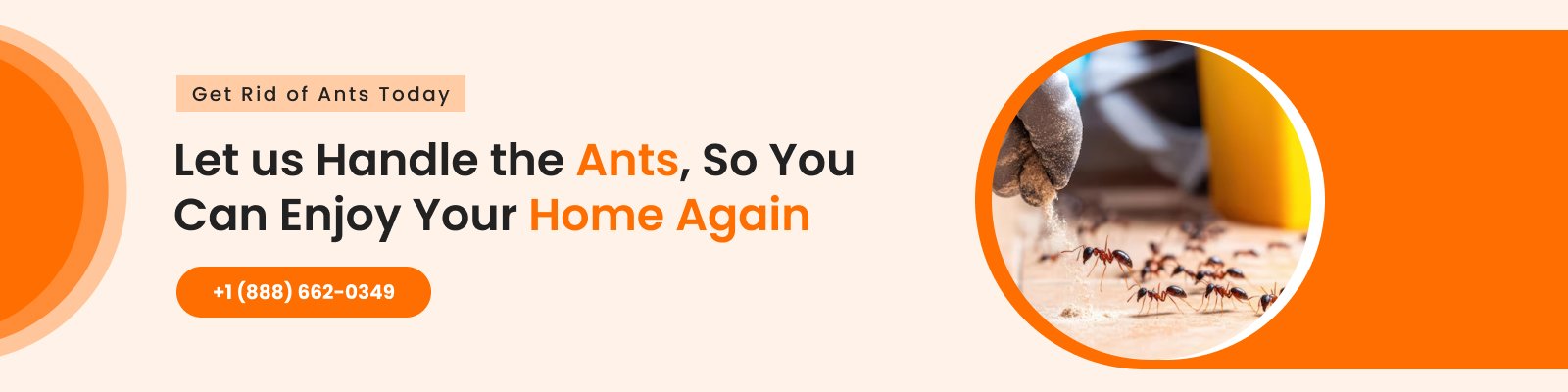 Professional Ant Removal Services